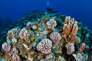 Corals and scuba diver underwater