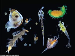 Planktonic organisms