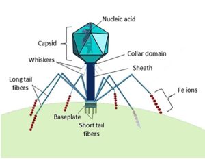 Virus structure