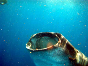 Whale shark