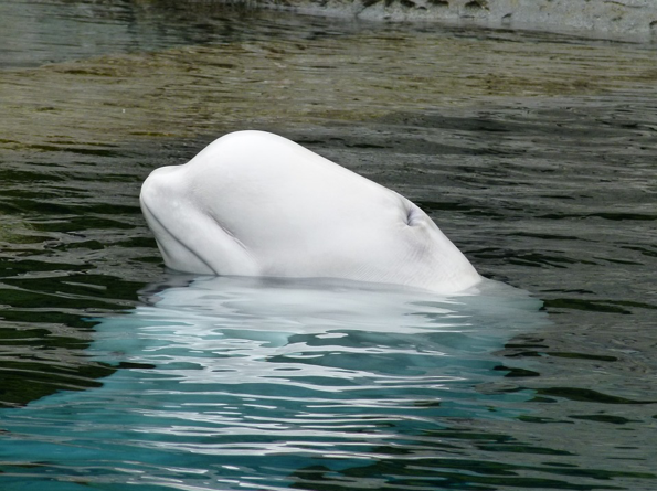 The top of a beluga whale's white head sticks out above the surface of the water.