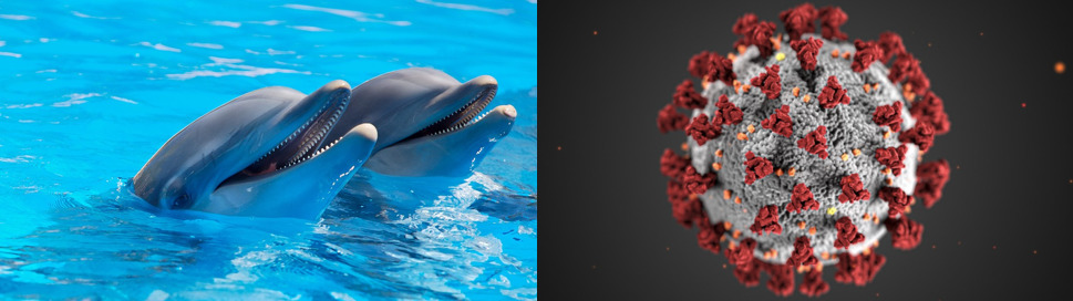 Two images are shown side by side. On the left are two bottlenose dolphins with their heads sticking out of bright blue water and their mouths slightly open. On the right the virus is shown against a black background. It is gray with red spikes all over.