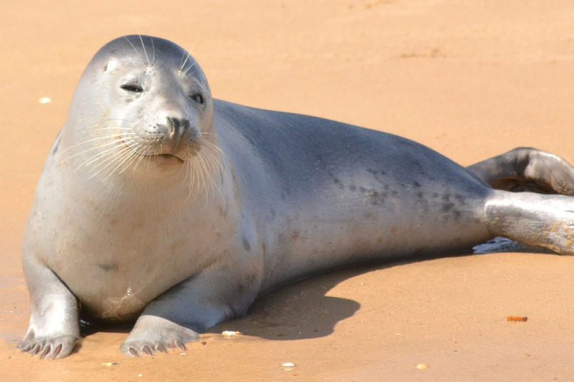 A light gray harbor seal lies on its side facing the camera on a sandy beach.