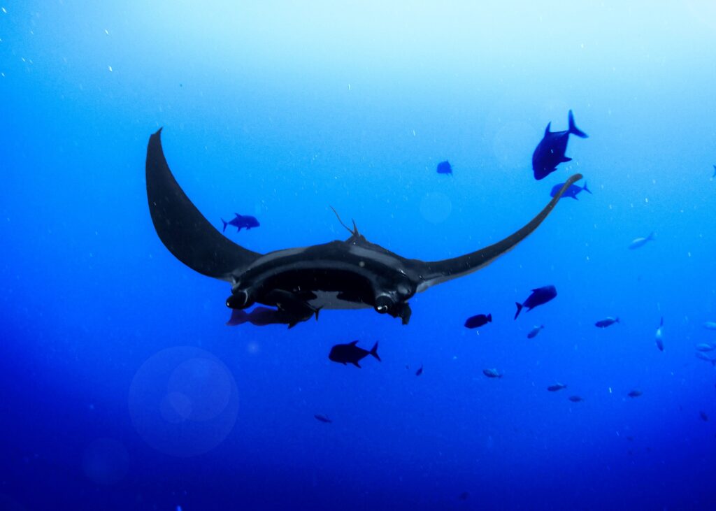 do manta rays have a stinger