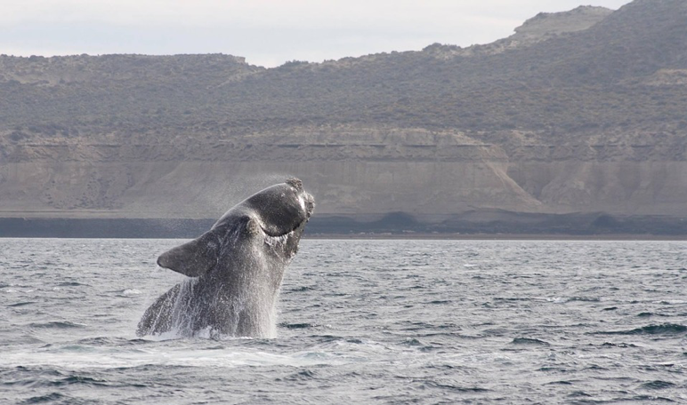 High cliffs are behind a large whale splashing as it leaps out of the water. The whale is dark in color, is bulky, has rectangular flippers, no dorsal fin, and rough callosities on its face.