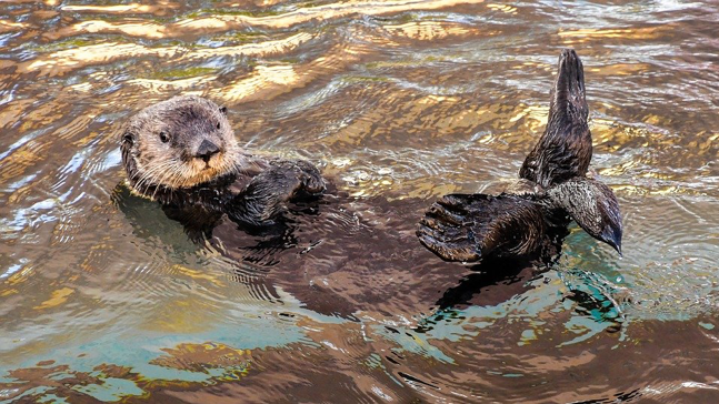 A sea otter lies on it's back at the water's surface with its feet in the air and hands on it's chest, head facing the camera.