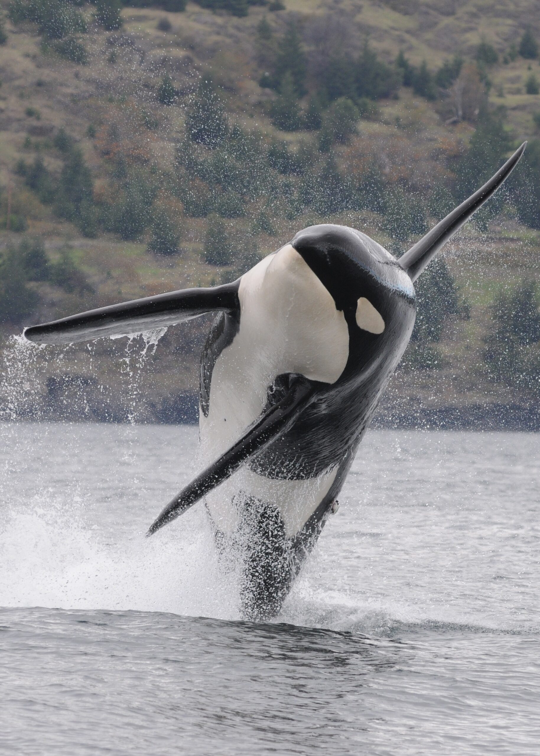 A killer whale, with sharp fins and a black and white body, is seen almost entirely out of the water as it leaps and creates a splash in front of a hill with evergreen trees.