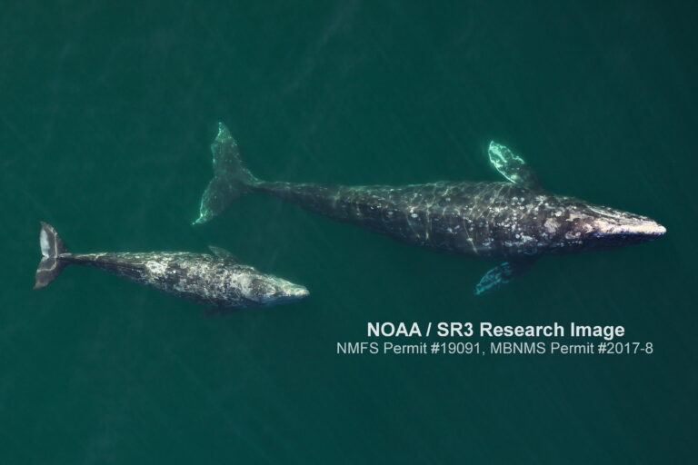 There and back again: Uncovering the mysteries of gray whale migration ...