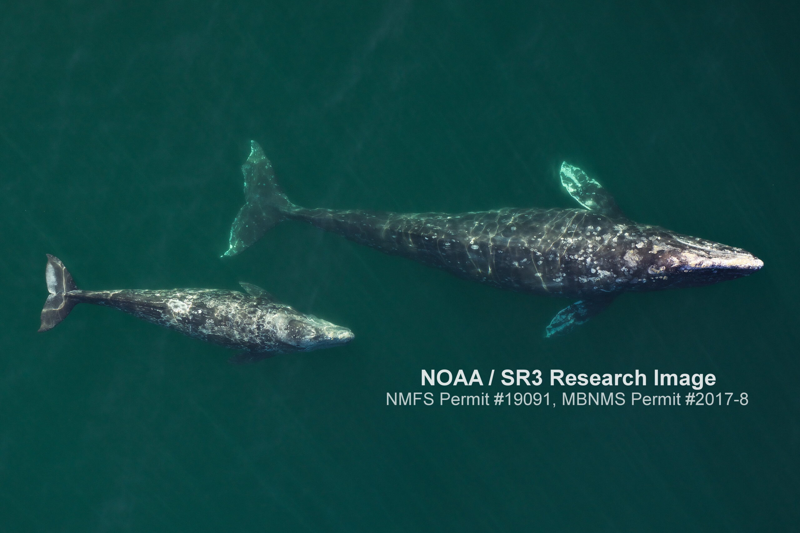 A larger gray whale and a smaller gray whale, both with mottled white spots, are shown from above swimming side by side in greenish waters. The text reads "NOAA/SR3 Research Image NMFS Permit #19091, MBNMS Permit #2017-8"