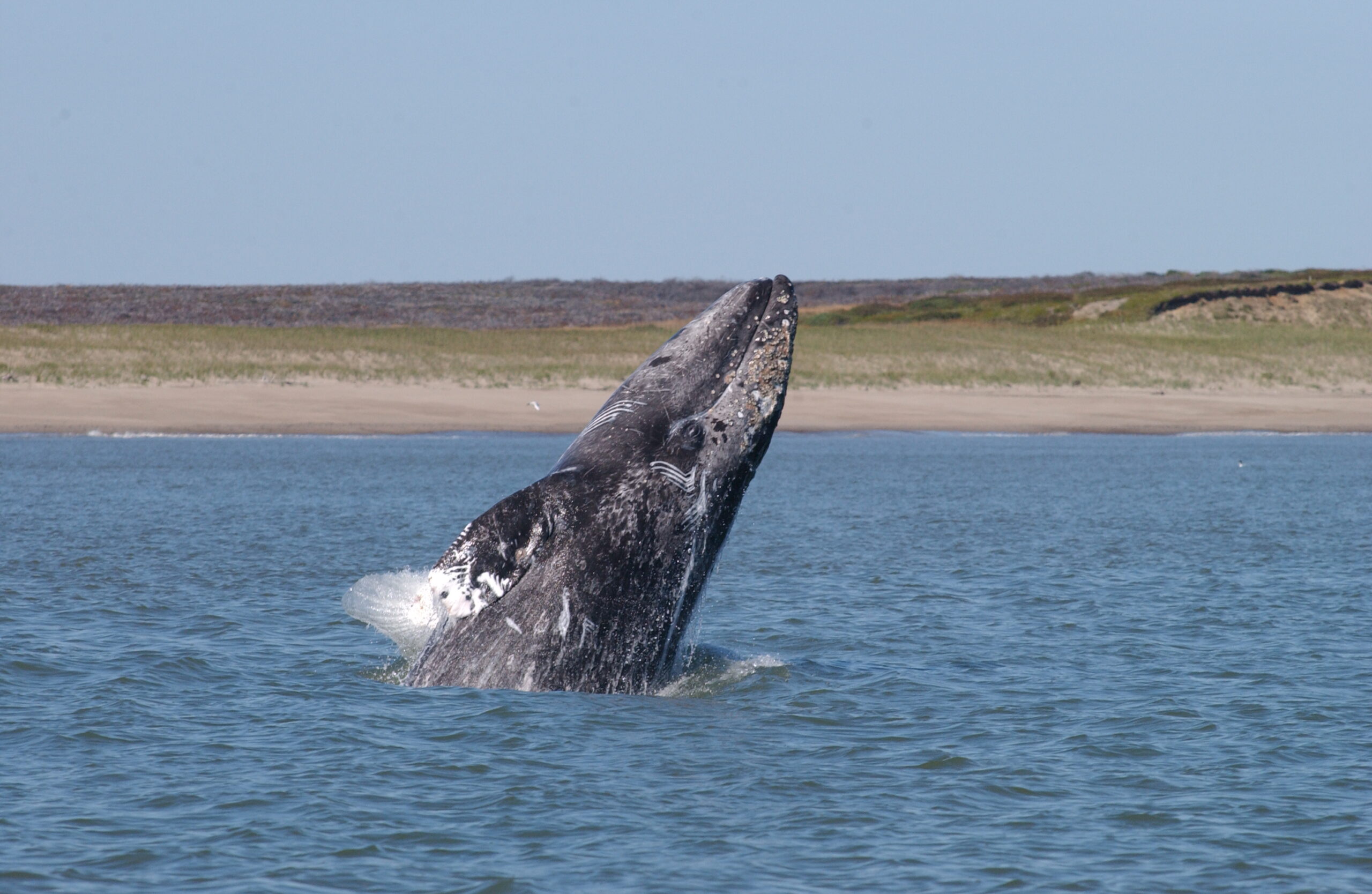 A gray whale's head and flippers are visible as it leaps out of the water in front of a sandy beach and green hills.