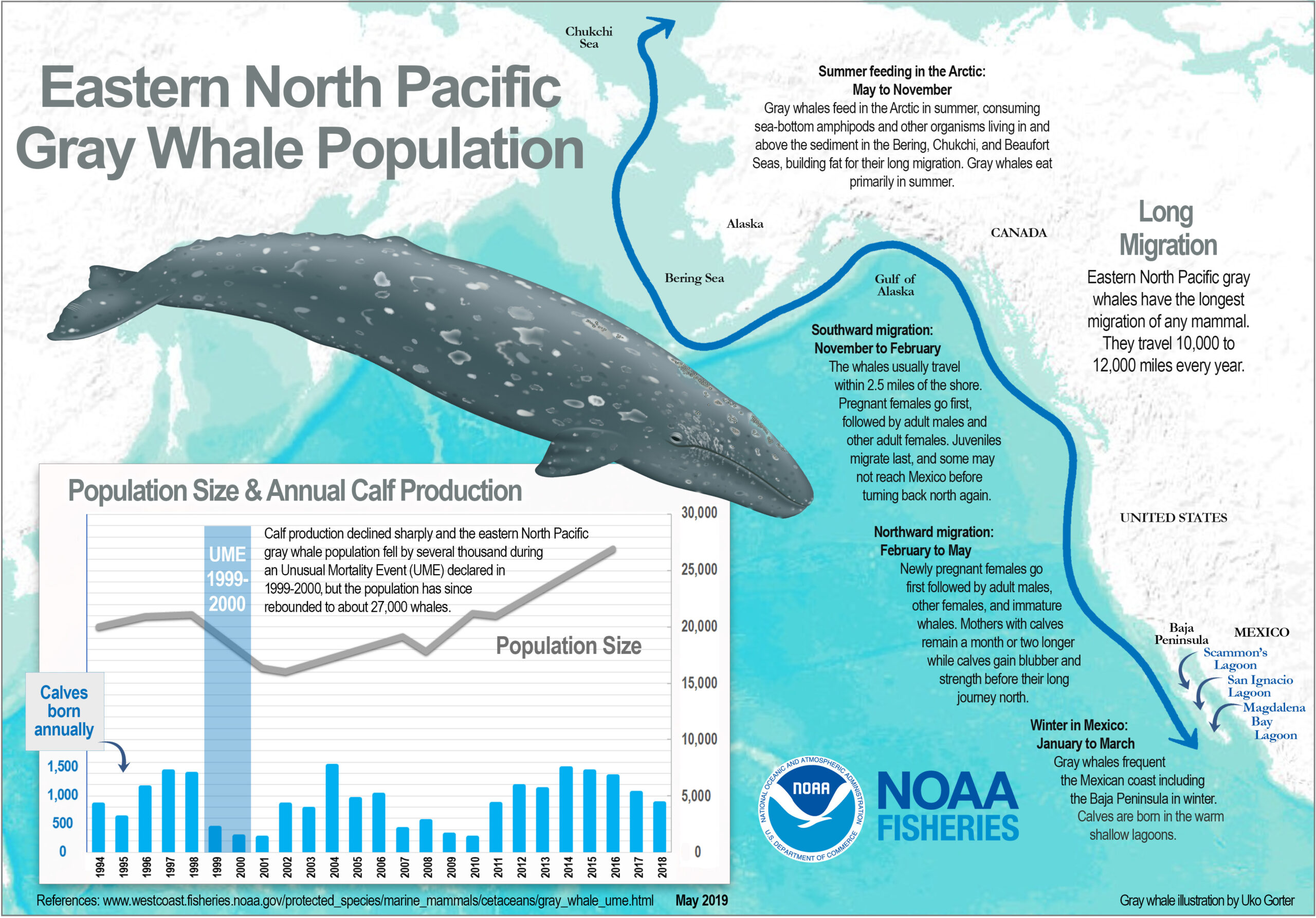 A map of the North Pacific Ocean titled "Eastern North Pacific Gray Whale Population." A blue arrow traces the coast from Northern Alaska to the Baja Peninsula in Mexico. An inset in the bottom left corner shows a graph of the population szie and annual calf production, which declined during an Unusual Mortality Event in 1999-2000, but has since increased to about 27,00 whales. There is also an illustration of a gray whale, and othe text describing the migration of gray whales.