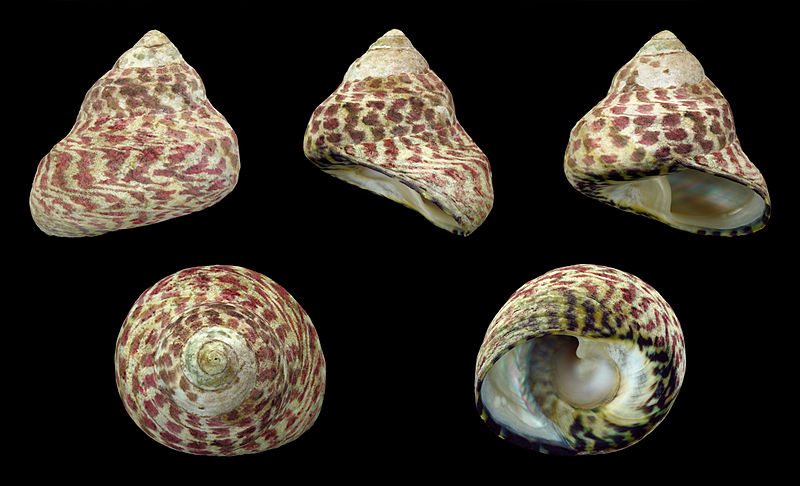 The speckled shell of a top snail is place on different sides of the shell for a full view.