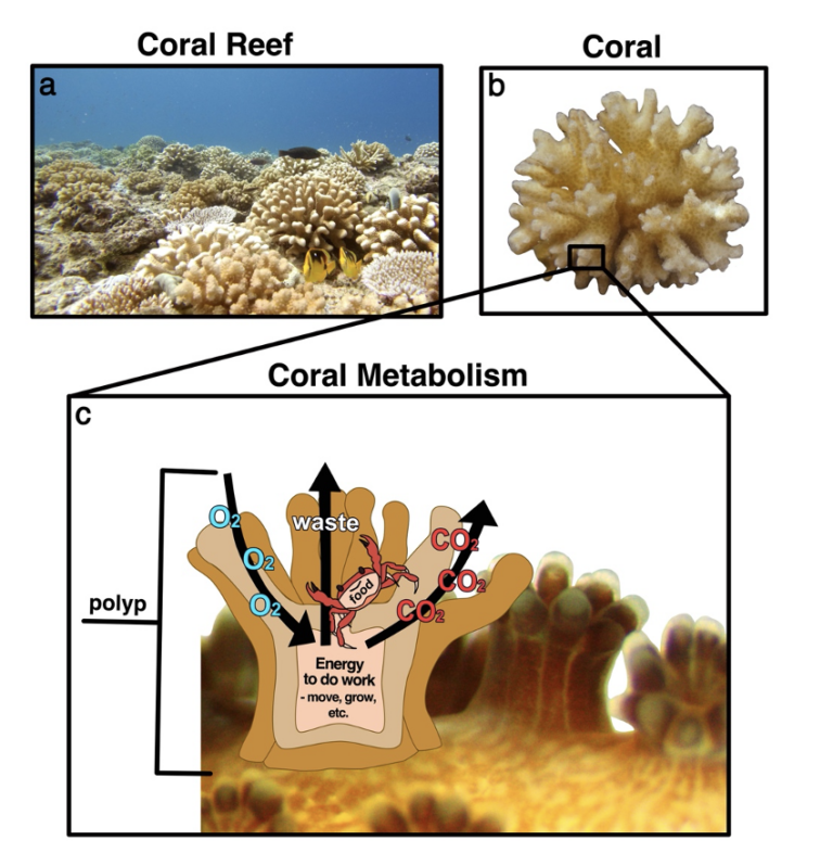 Does Coral Size Matter? – Oceanbites