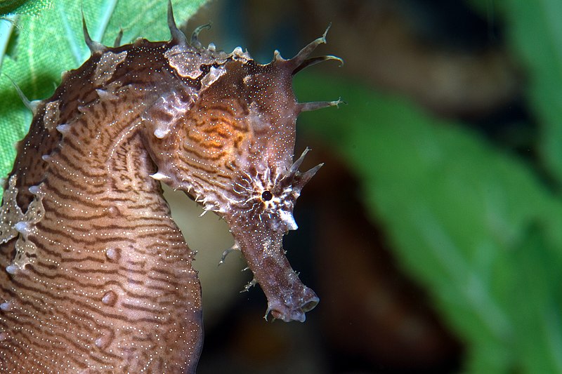 A lined seahorse.