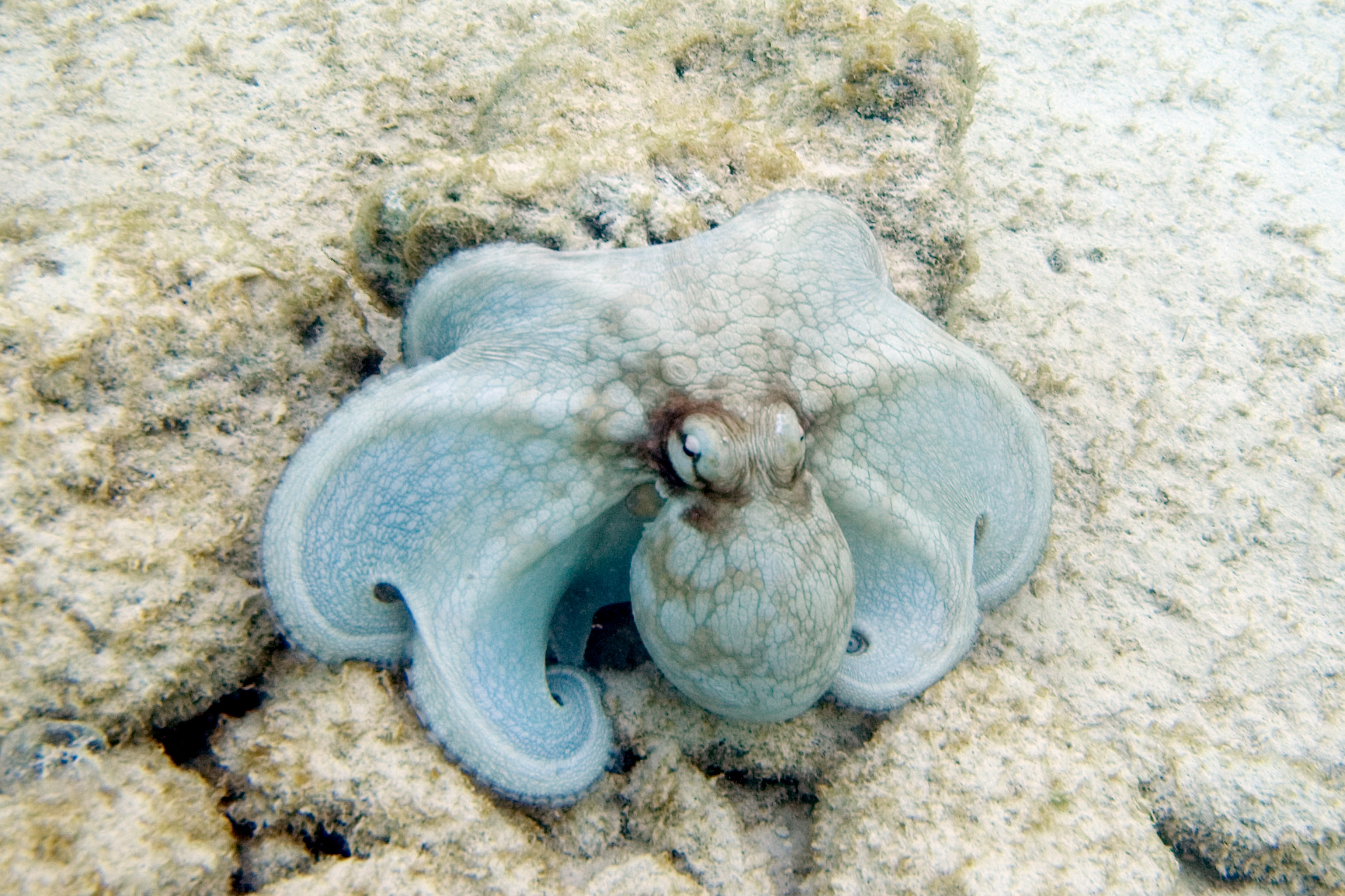 What do octopuses dream of when they take a little octopus snooze ...