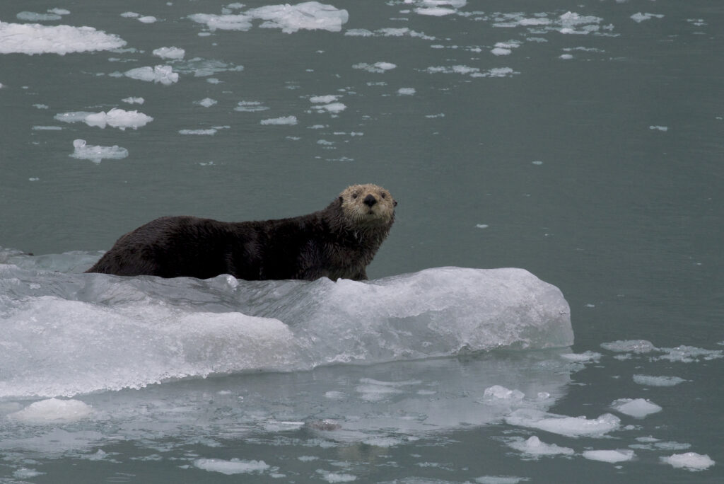 The Otter Guys: How heavy metal pollution affects Alaskan northern sea