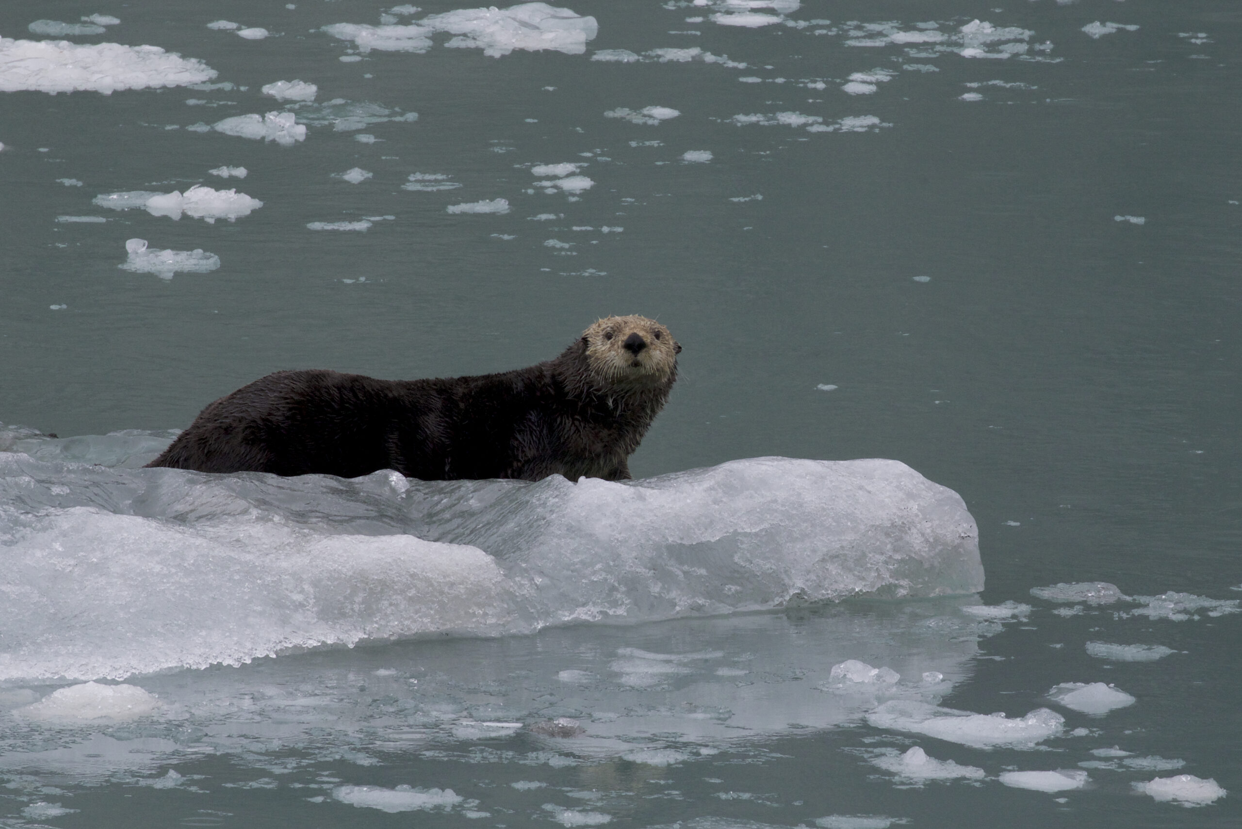 The Otter Guys: How heavy metal pollution affects Alaskan northern sea otters