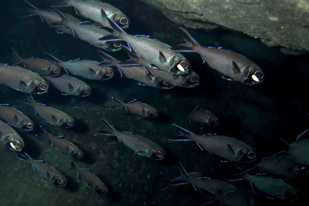 To communicate with members of its own species, flashlight fish uses a ...