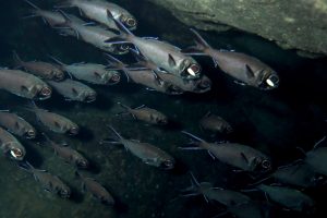 Day 9 of the pacific crossing on @parlayrevival_colin …. #cookingeggs  #flashlight #fish #bigfish #cancook #wahoo #pacificocean #blueocean