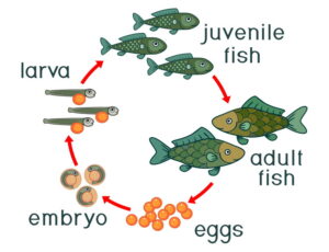 The Circle of Life: Understanding Lionfish Life Cycles – oceanbites