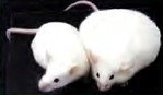 Two white lab mice. One is small and one is large. The large one is impacted by endocrine disruption.