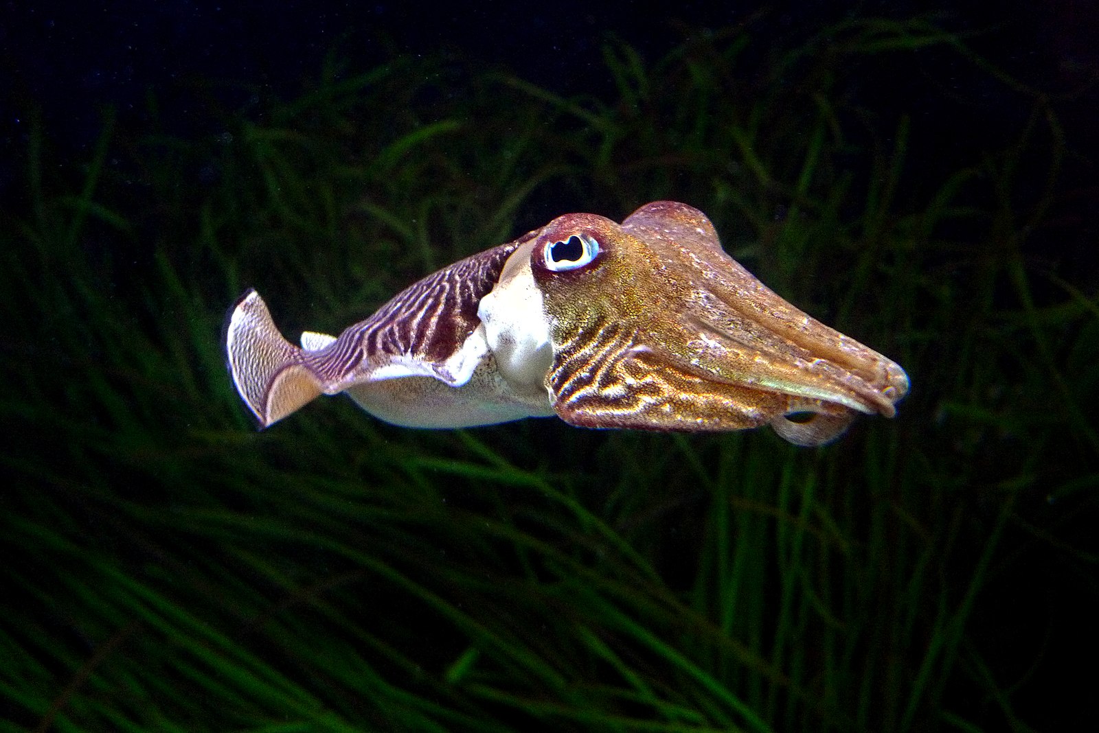 Cuttlefish Pass Intelligence Test by Resisting Temptation