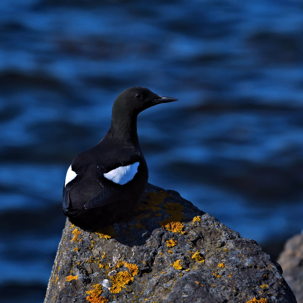 Mysterious Wintertime Travels of Black Guillemots Revealed in Canada