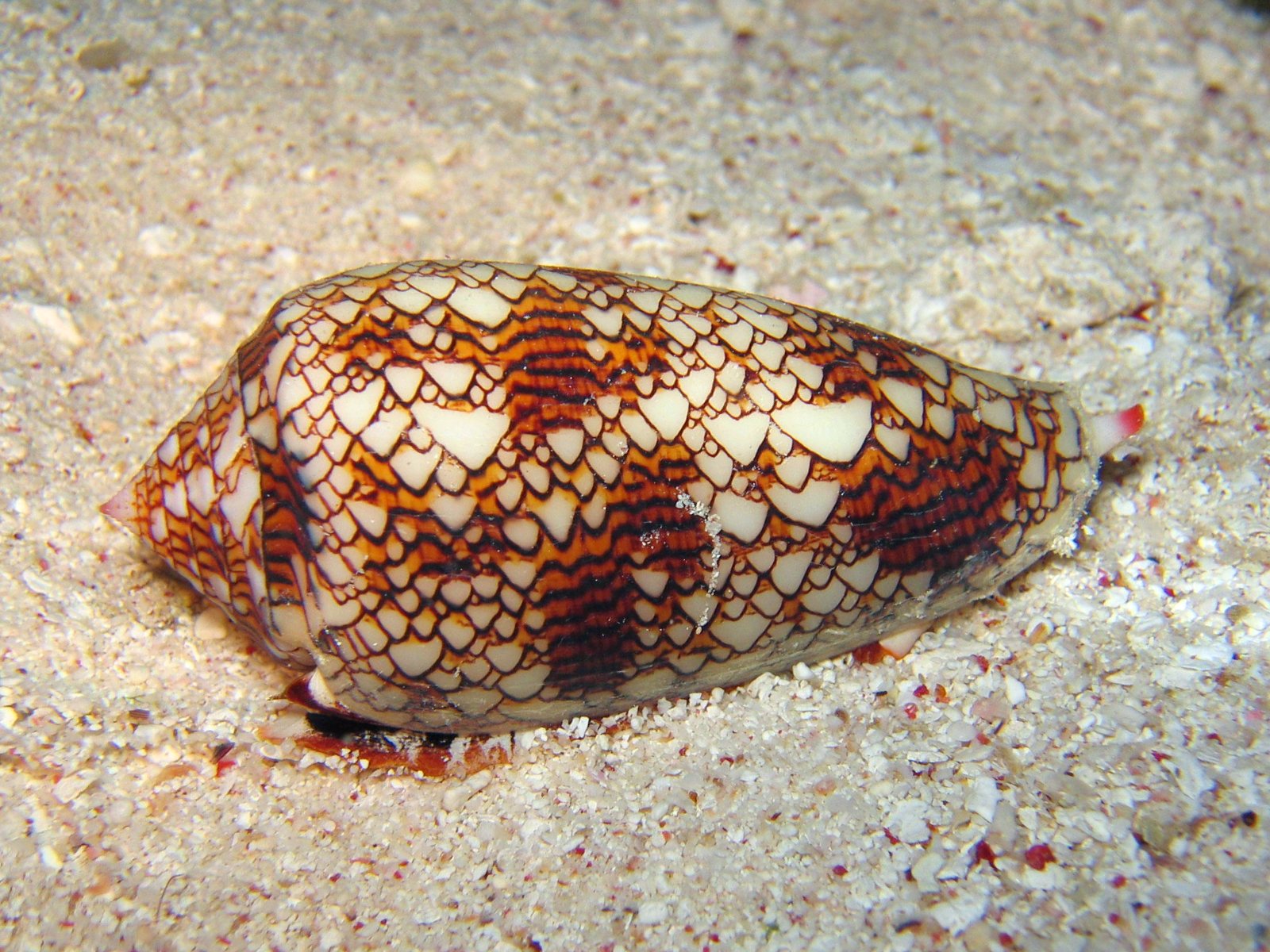 Cone snails use the illusion of sex to catch their next meal