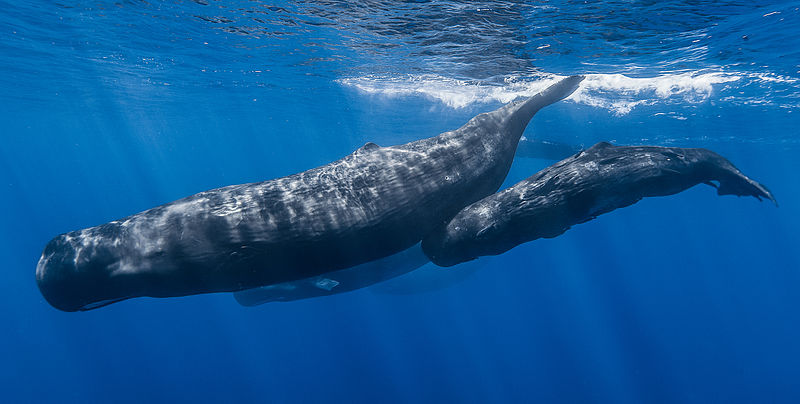 A large sperm whale dives below the surface with a smaller calf below it and a third sperm whale visible in the background.