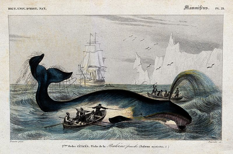 An engraving of a blue and gray baleen whale with a spout of water at the surface as two row boats full of men approach with harpoons. A tall ship with sails, a flock of birds, and tall icebergs are in the background. The border says "Dict. Univ. D'hist. Nat." in the top left, "Mammiferes Pl. 21" in the top right, and the caption says "2eme Ordre cetaces. Peche de la Baleine franche (Balaena mysticetus)."