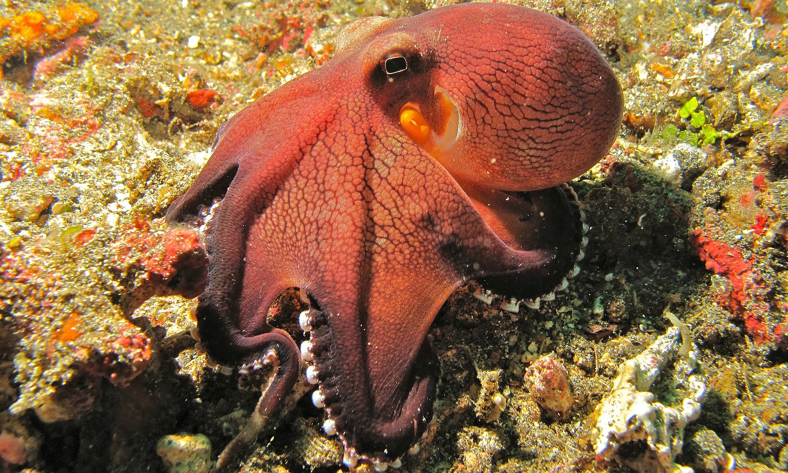 A red octopus seen in profile sits on top of sandy coral. 