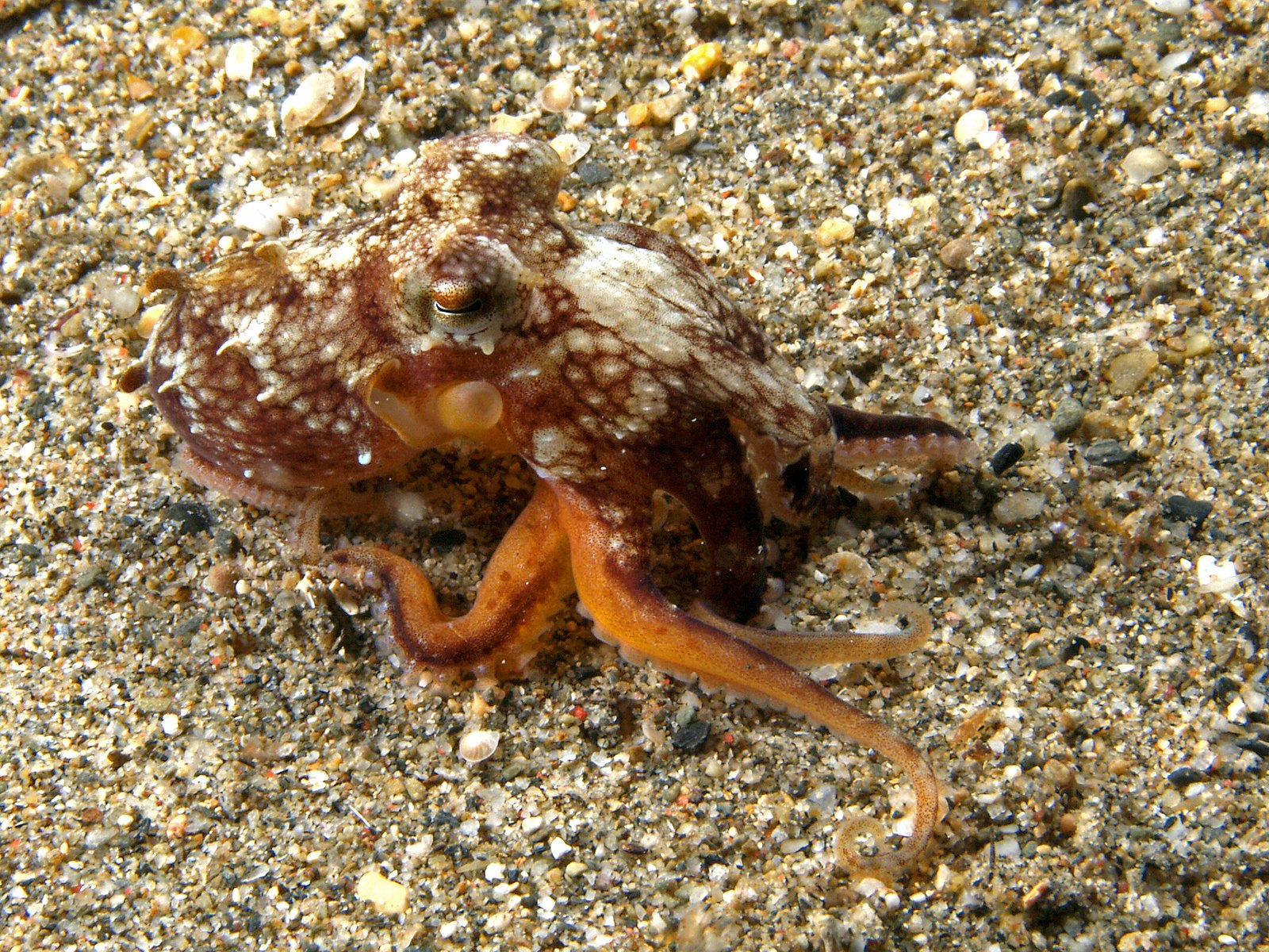 The bionic walking octopus