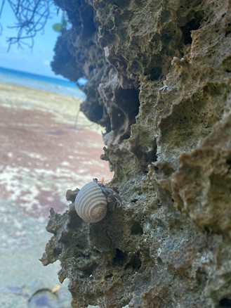 Image of hermit crab on rock structure with beach in the background.