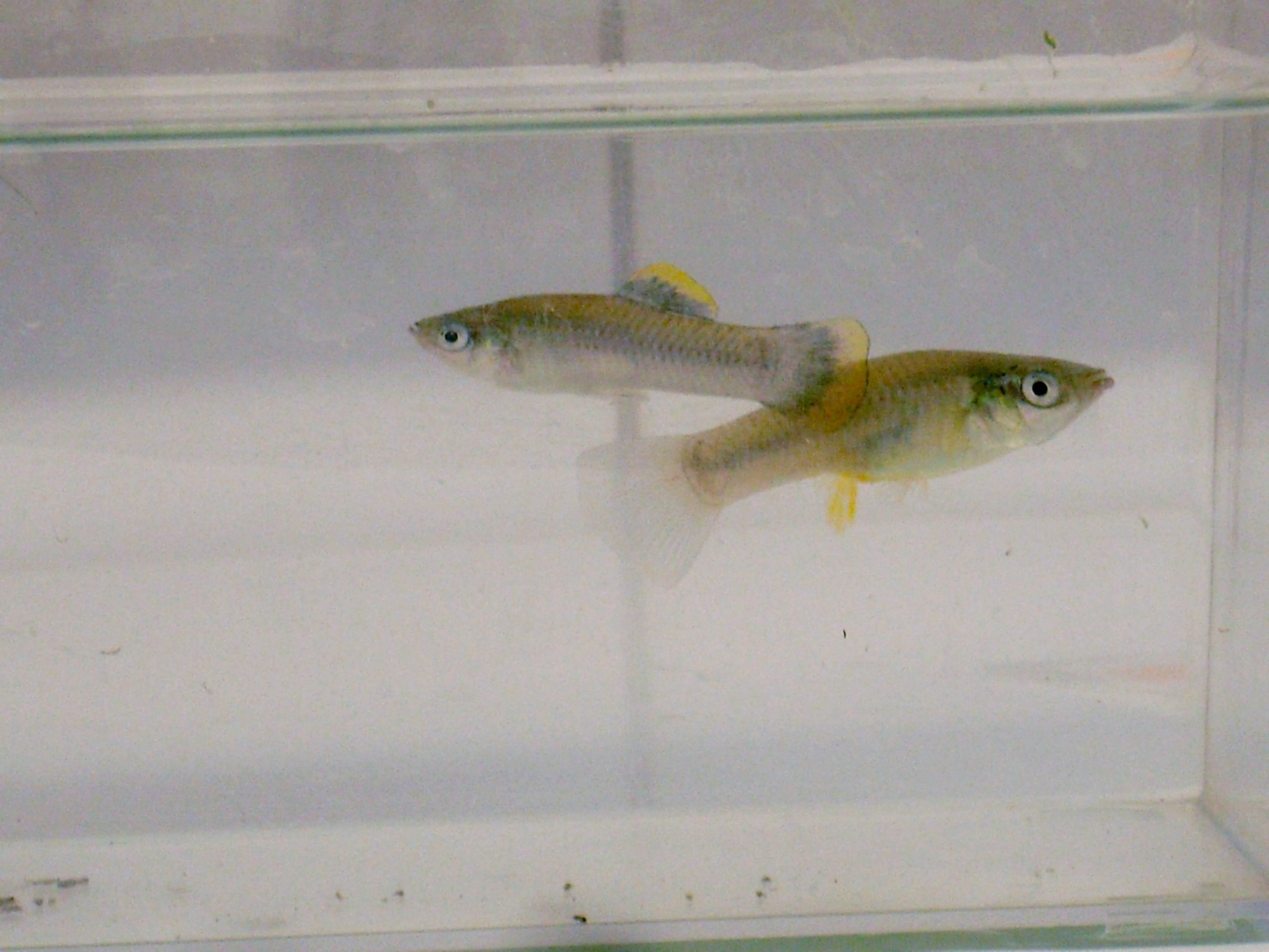 Like Parent, Like Offspring: Fish Inherit Changes in DNA Methylation