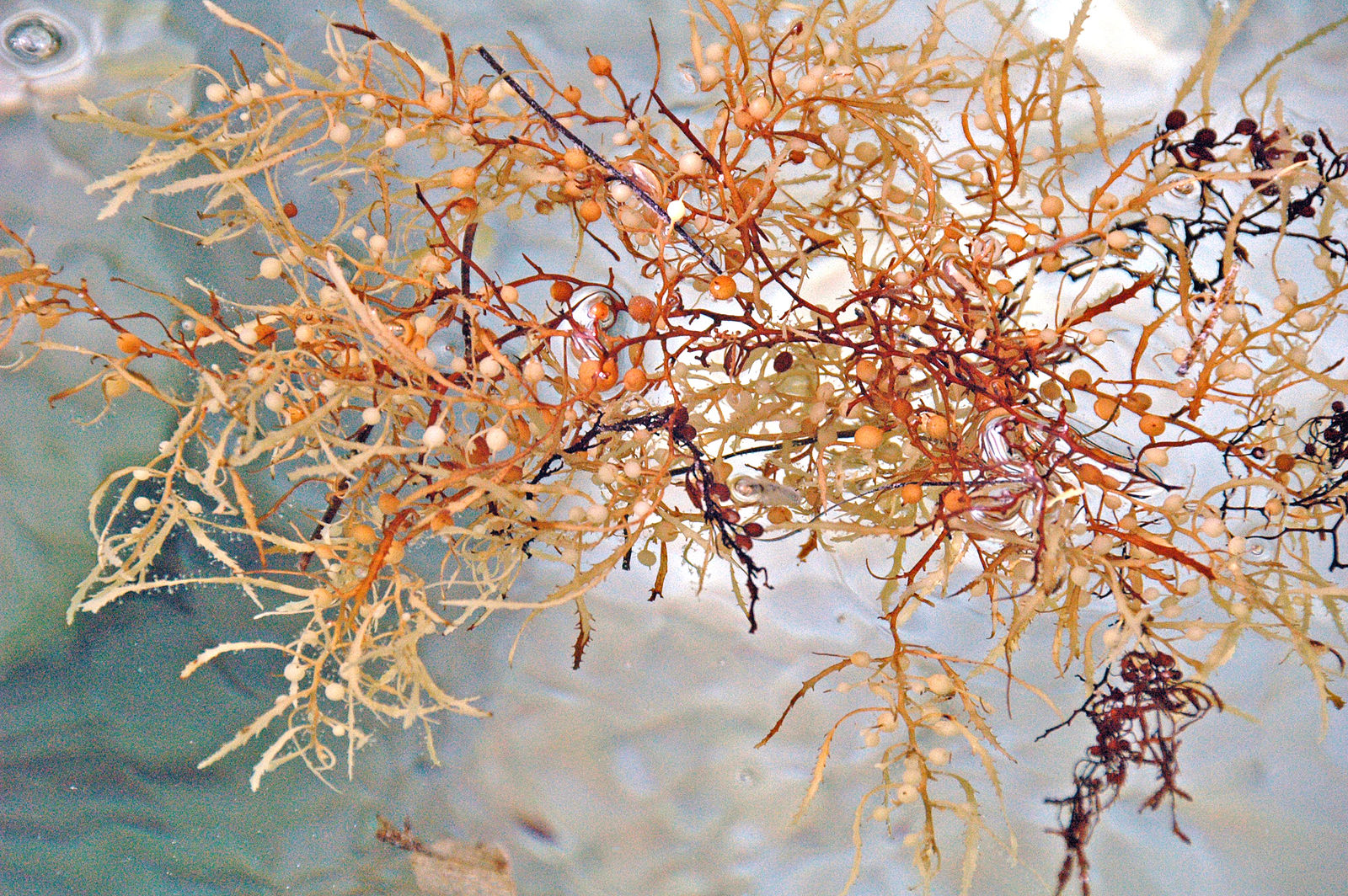 A picture of brown seaweed, or sargassum, which has spindly brown branches with small round spheres.