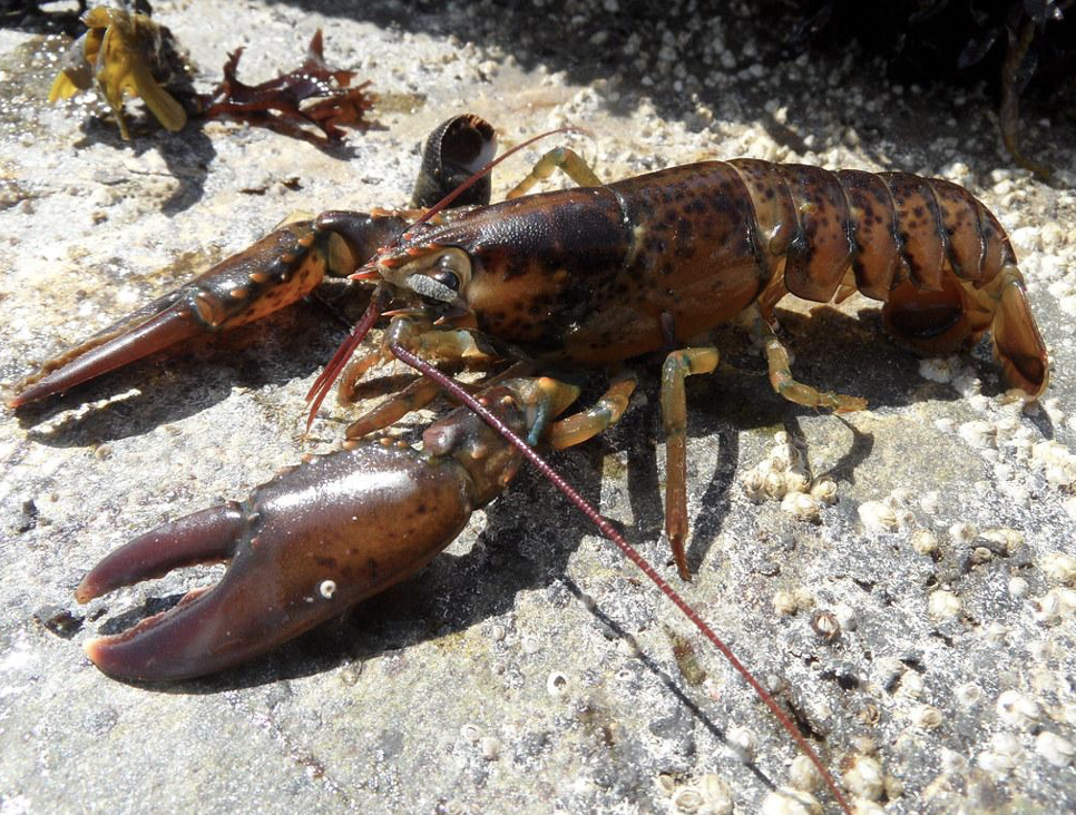 Larry the giant lobster returned to sea Lobster season, Spiny lobster, Giant lob