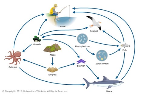 Lights out: How the aquatic food web is responding to coastal darkening ...