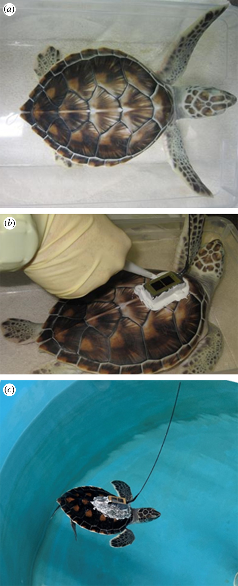 Three images stacked vertically, the first showing a baby green sea turtle with greenish limbs/head and a brown shell, the second showing a gloved hand gluing a piece of technology to the turtle's shell, and the third showing a small sea turtle swimming in a pool with the tag stuck to it's back and an antenna sticking up.