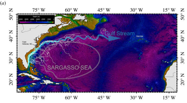 A map of the Eastern US and the North Atlantic Ocean, with a circle representing the Sargasso Sea and lines extending Northeast from Florida showing the tracks of tagged sea turtles.