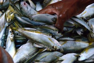 Hand reaches into pile of fish