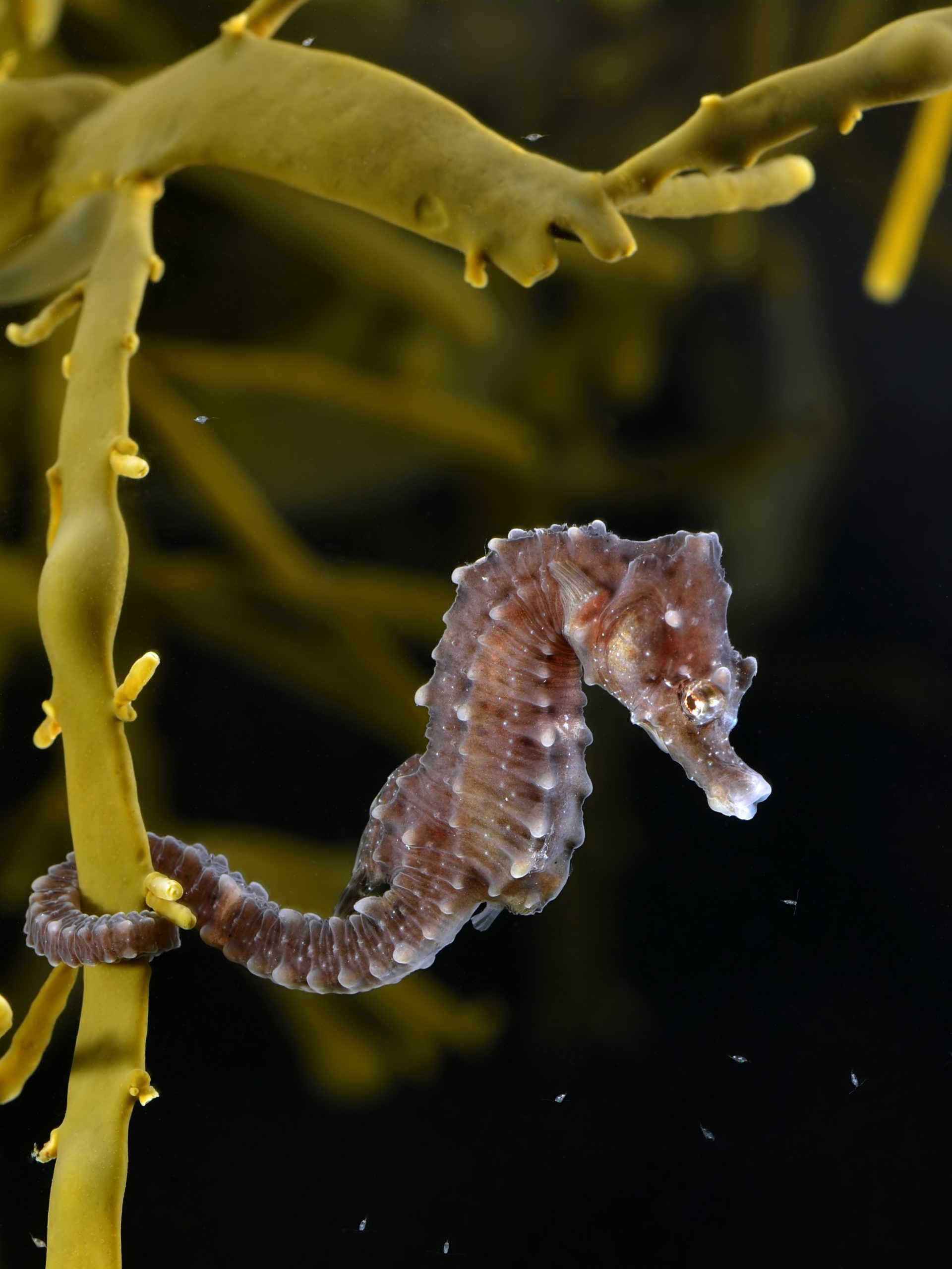Seahorses Have The Ultimate ‘Dad Bod’