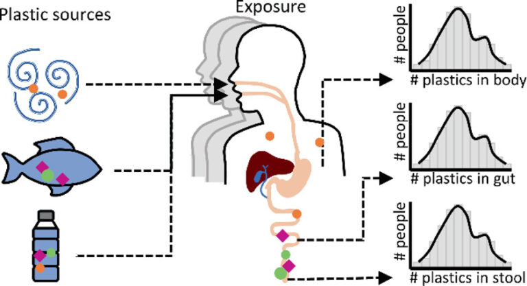 How Many Microplastics Are In Your Body? An Insight Into Lifetime ...