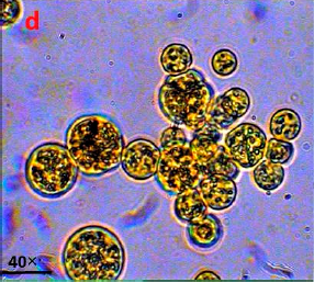 Protist Factories: A Potential Way to Make Gold and Silver