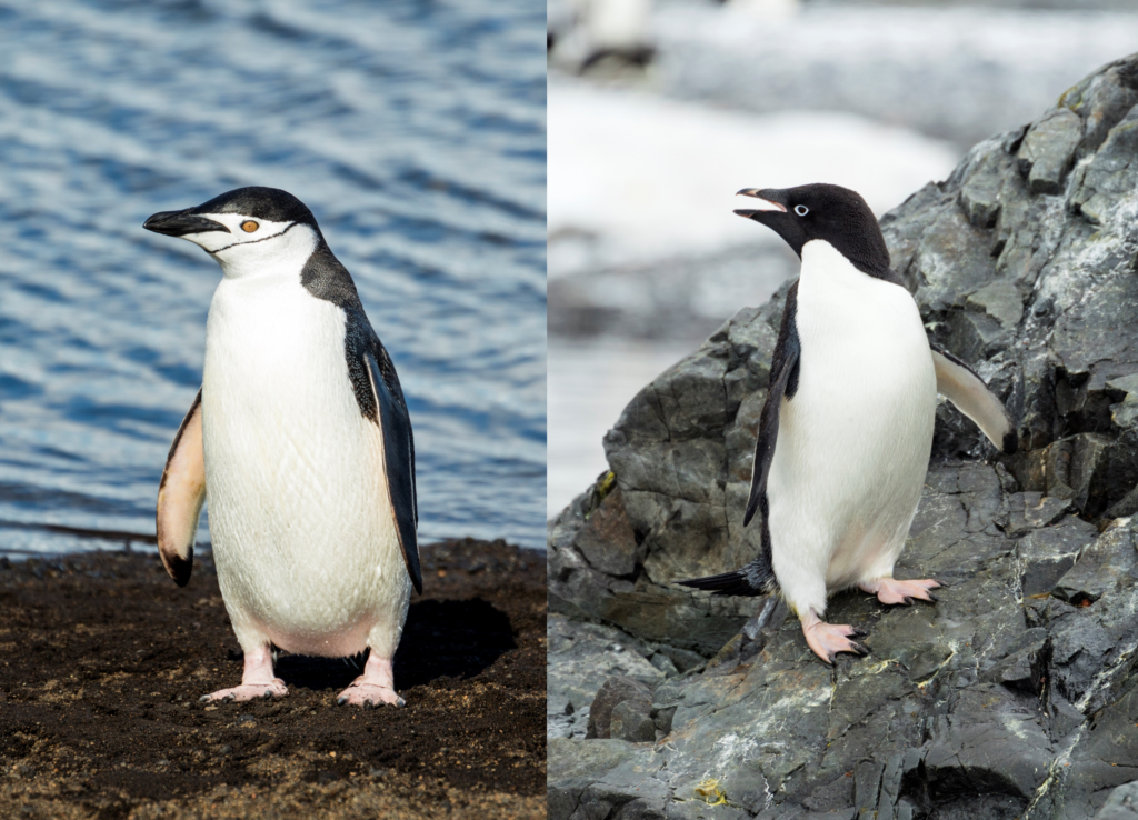 Metals from penguin poop can support life in the Southern Ocean ...