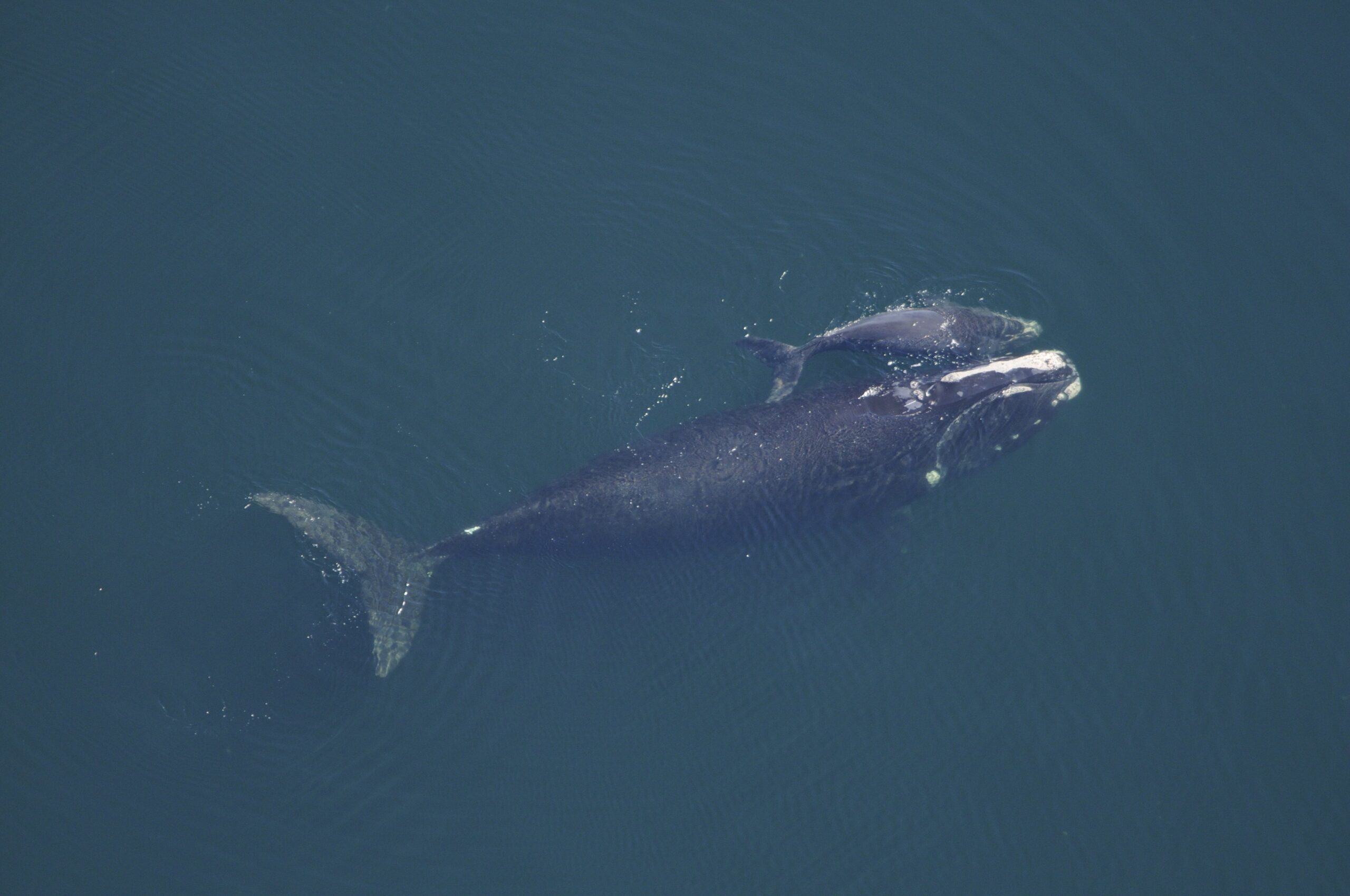 An aerial view of a large North Atlantic right whale swimming at the surface with a smaller whale swimming beside it.