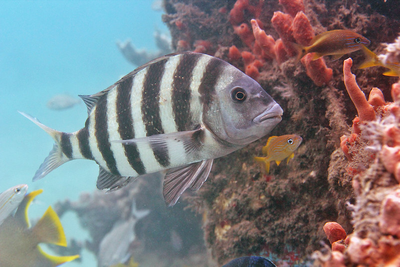 February marks time for sheepshead fishing