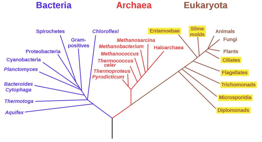 Unicellular Predators Feast at Hydrothermal Vents – oceanbites