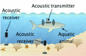 acoustic_telemetry