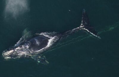 North Atlantic right whales are getting smaller