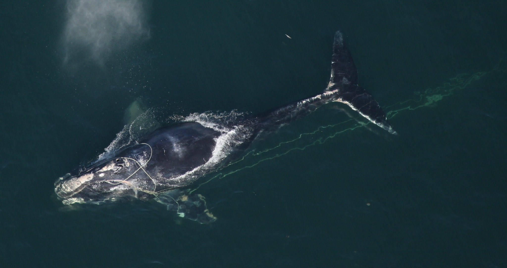An aerial view of a North Atlantic right whale at the surface with fishing line tangled around it's head and dragging behind it.